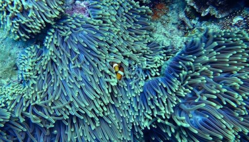 Come curare lo sbiancamento dei coralli