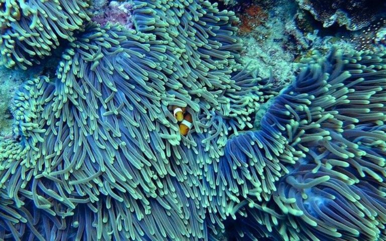 Come curare lo sbiancamento dei coralli